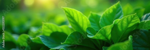 Dense emerald blades, sun-drenched, subtly uneven , spring, sunlit