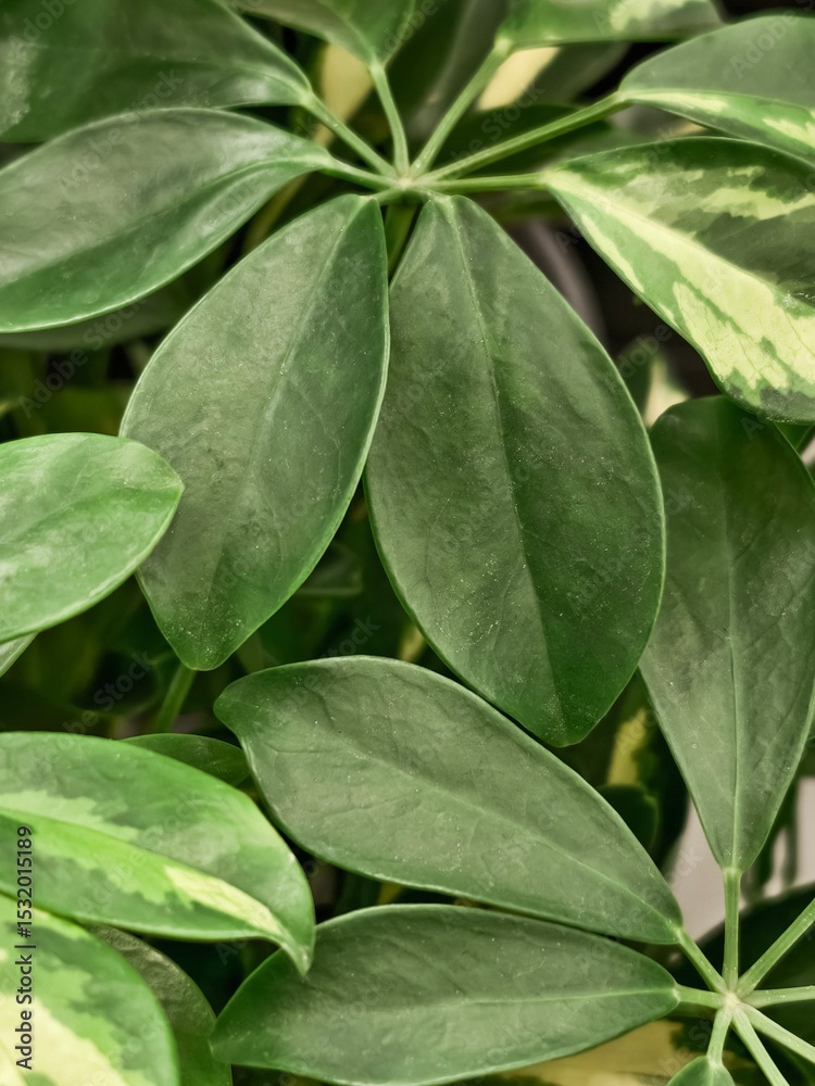 Fototapeta premium Scheffler's flower houseplant, taken close-up as a natural background