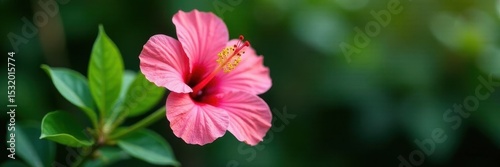Single hibiscus, delicate petals, green leaves , bloom, elegant, botanical