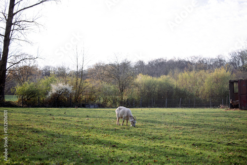 sheep in a field