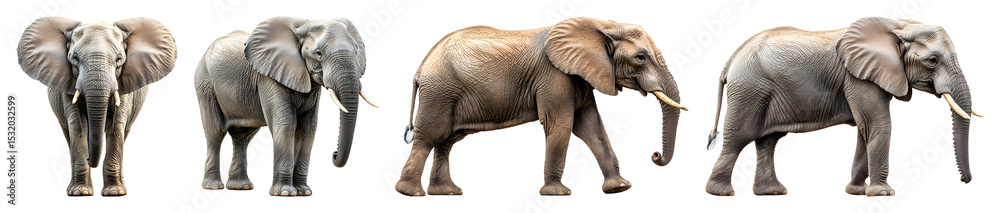 Obraz premium Five Elephants Of Varying Colors Stand Side By Side Against A Transparent Background Showcasing Different Poses And Textures