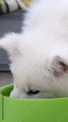 Slow motion vertical video of a small White Swiss Shepherd Dog puppy eating food from a bowl.