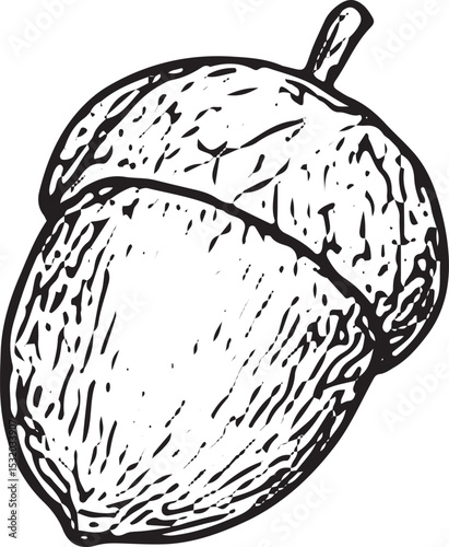A black-and-white acorn sketch, simple yet detailed, perfect for Thanksgiving harvest themes, autumn decor, or seasonal holiday cards and illustrations
