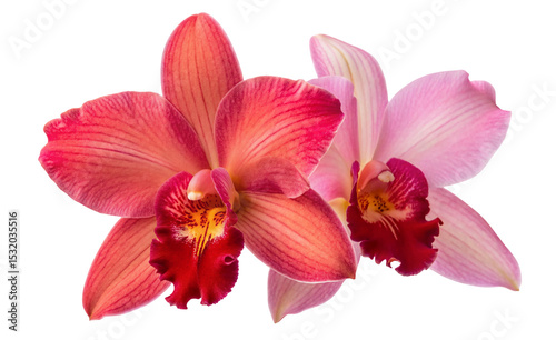 Beautiful orchid flowers in pink and red for floral design and tropical flower background and wallpaper use #1532035516