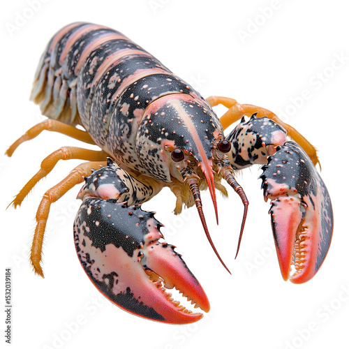 Lobster isolated on transparent background.