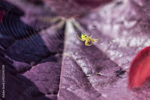 small green spider on a purple leaf