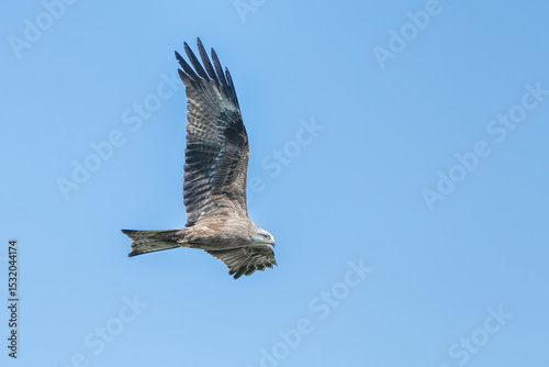 Black kite in flight with blue sky