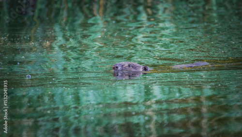 beaver swims across the river