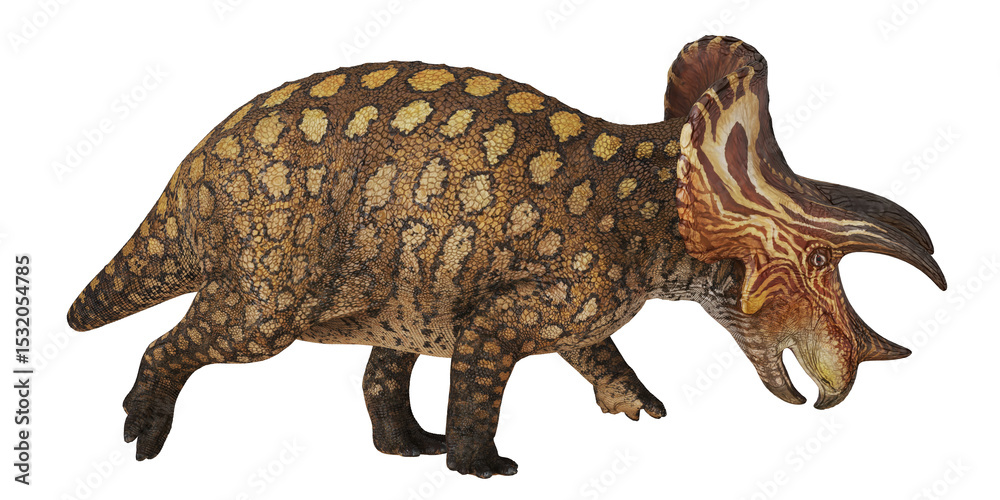 Fototapeta premium Triceratops dinosaur model on white background.
