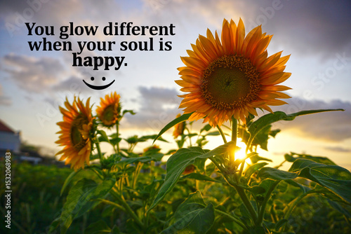 You glow different when your soul is happy. Inspirational motivational quote with a smile sign and beautiful sunflowers blooming in the garden at sunset. Happy soul, happy life concept.