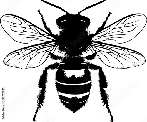 Honey Bee Silhouette Insect Vector Illustration