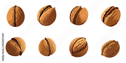 Multiple vector illustrations walnut

