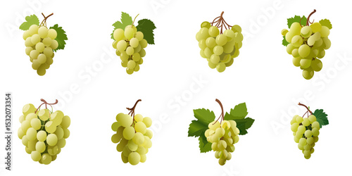 Multiple vector illustrations muscat grape

