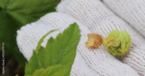 disease Large currant bud mite. Currant bush in spring with unopened pods.