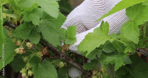 disease Large currant bud mite. Currant bush in spring with unopened pods.