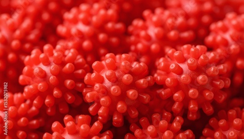 red anemone macro