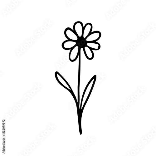 Simple Handdrawn Outline Daisy Flower Blossom Plant Illustration