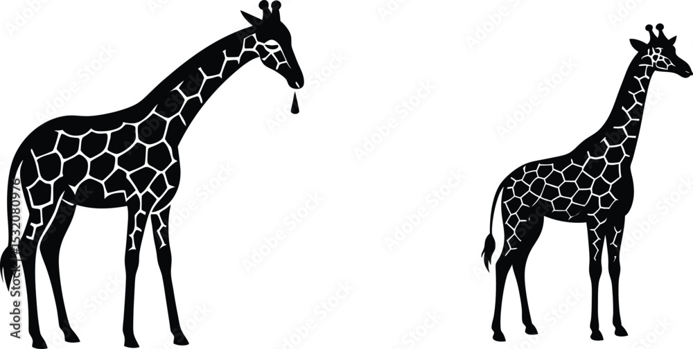 Naklejka premium Giraffe Silhouette Vector Set . Bending Neck Drinking And Standing Tall Poses Wildlife Line Art