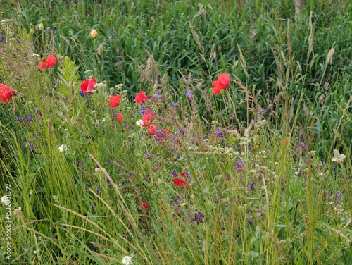 Fototapeta Naklejka Na Ścianę i Meble -  red poppy flowers in summer meadow.