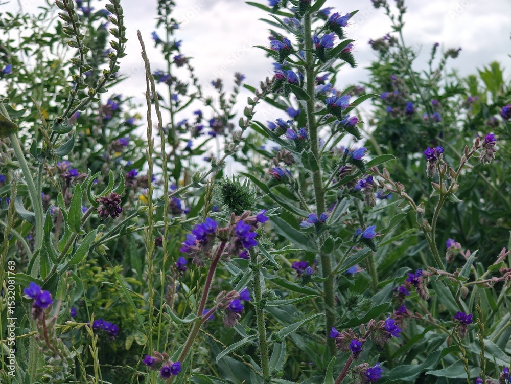 Naklejka premium a closeup shot of a beautiful purple flowers in the field