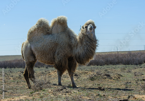A dromedary camel standing alone in the wide open steppe under a clear sky.