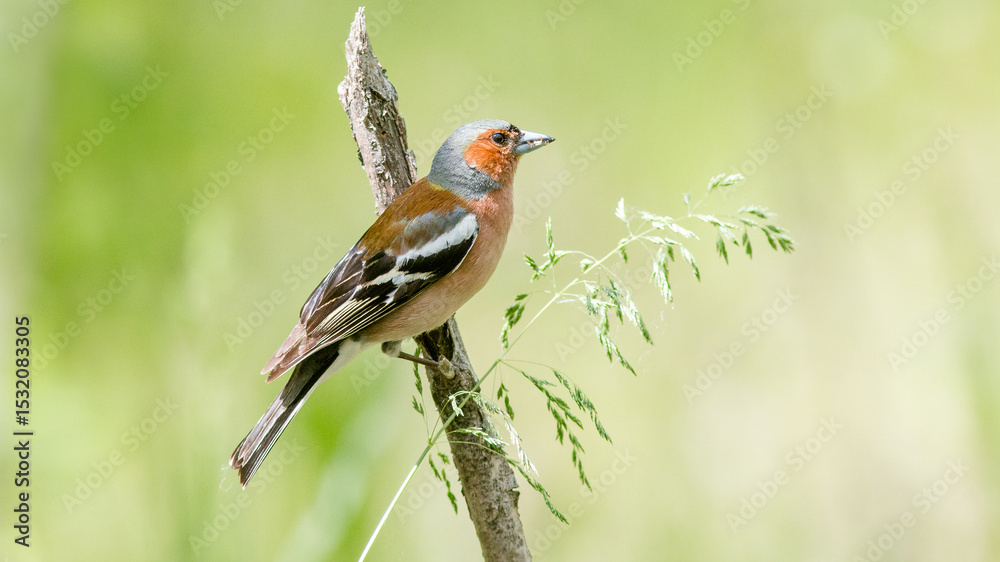 Fototapeta premium red backed shrike