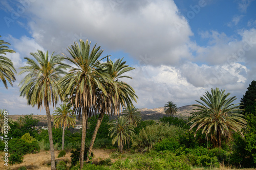 Scenic alley of tall date palms against a backdrop of blue sky and distant mountains in Lefke, Northern Cyprus.