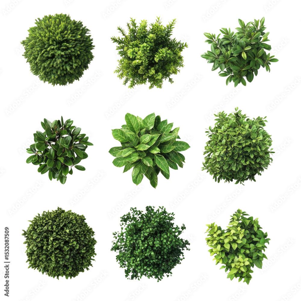 Fototapeta premium Top view of various decorative green on isolated transparent cutout PNG Background