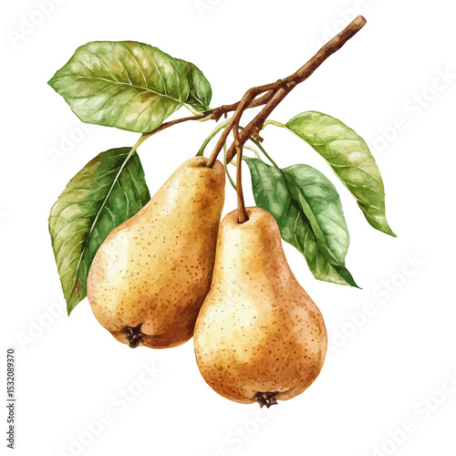 Ripe Pears Hang Tree, watercolor illustration vector, isolated on a white background.
