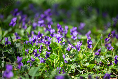 Wild violets bloom in a spring forest meadow. Viola odorata in natural sunlight.