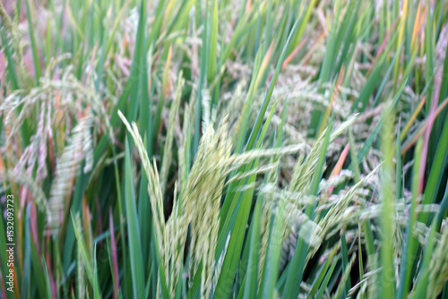 Closeup of green rice plants growing on field. Paddy background. Green rice paddy plant backgrounds.