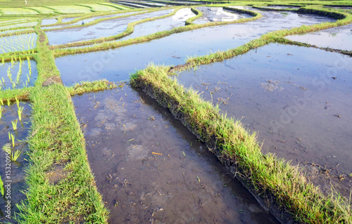 Beautiful shape of rice terrace with water and its reflection before planted by new young paddy plants. Closeup of rice terrace background. Canggu, Bali - Indonesia.