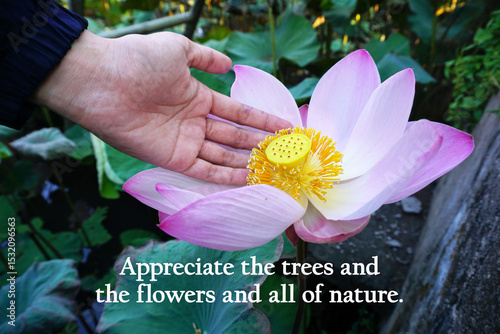 Appreciate the trees, the flowers, and all of the nature. Inspirational text quote with person touch pink water lily flower growing in a pond in the garden. Life acceptance and appreciation concept.