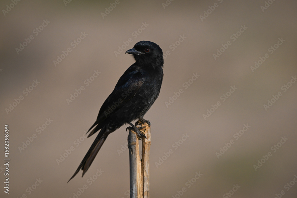Fototapeta premium Fork-tailed drongo turns head on split post