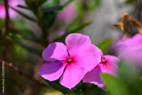 Pink Catharanthus Roseus Flower with Glossy Leaves in Summer Sunlight