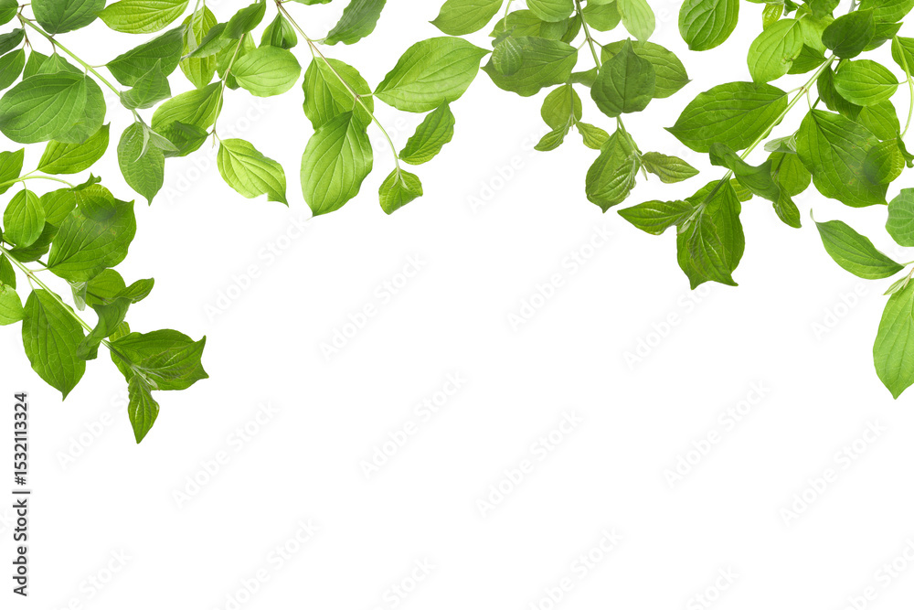 Branches with fresh green leaves on white background Branches with fresh green leaves on white background