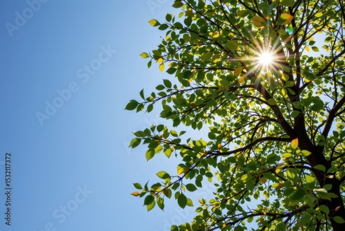 trees absorb carbon dioxide during daylight and release oxygen, helping regulate atmospheric gases.