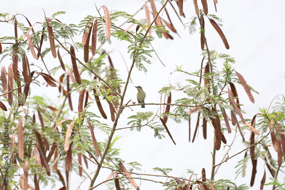 Fototapeta premium Purple sunbird female in jungle