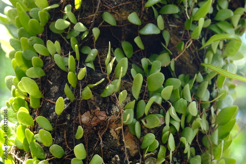 Pyrrosia piloselloides is one of several types of epiphytic ferns known as dragon scales, duduitan, or penny leaves. Sisik naga, daun picisan 