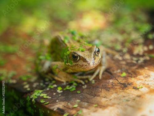 Frog in a garden pond