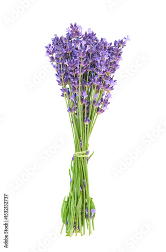 Lavender isolated on a white background. Bunch of purple, scented flowers, green stem.