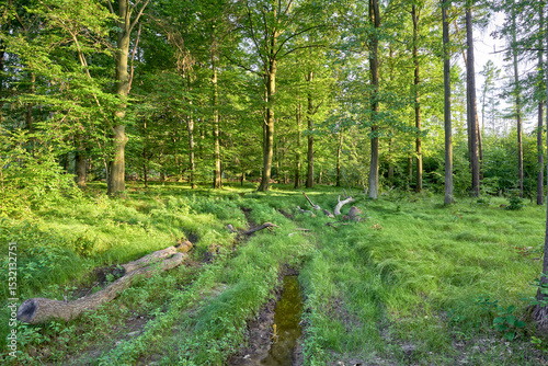 Beautiful forest landscape filled with green trees on a sunny spring day.