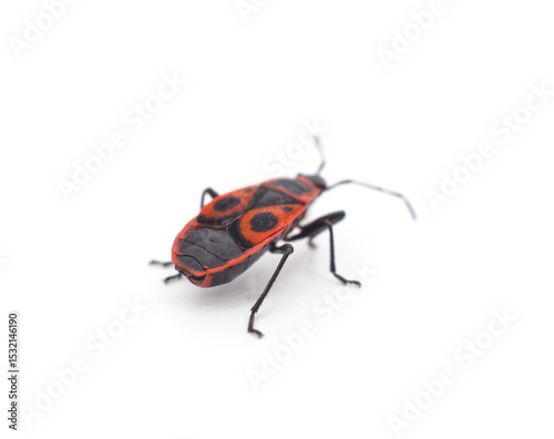 One red beetle. photo