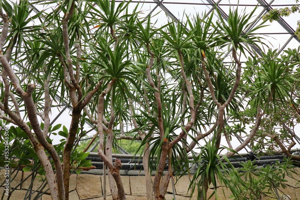 Obraz premium 温室のリュウケツジュ