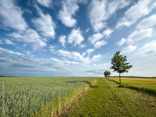 Serene Rural Spring Landscape with Blue Sky and Green Wheat