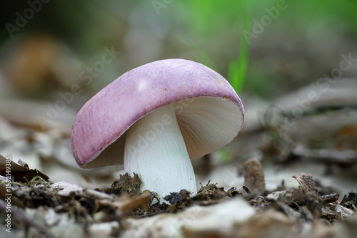 Detail of Russula mushroom in spring forest