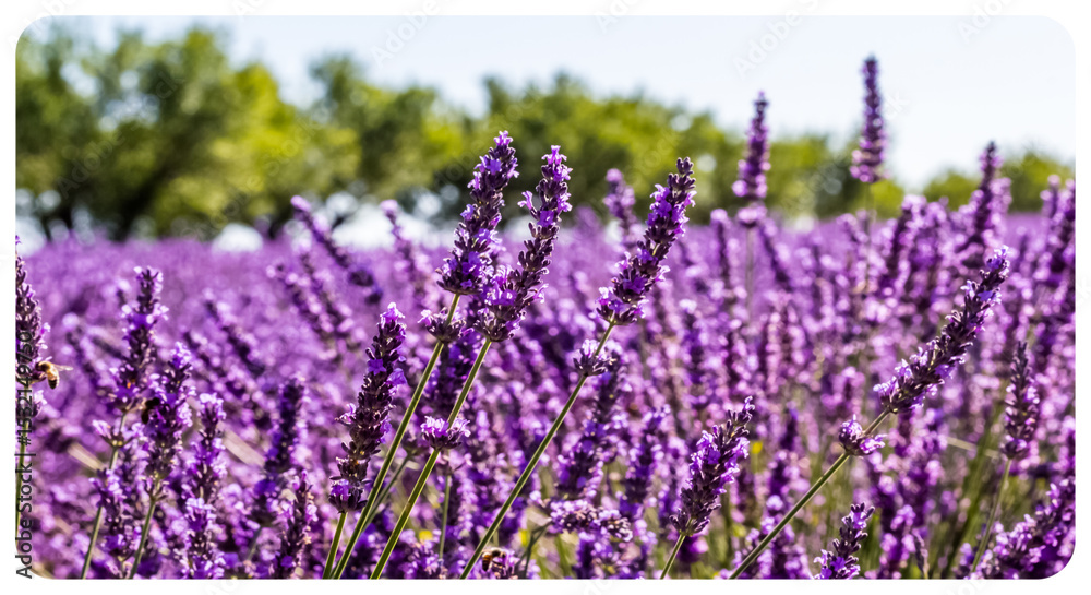 Fototapeta premium Fleurs de lavande 
