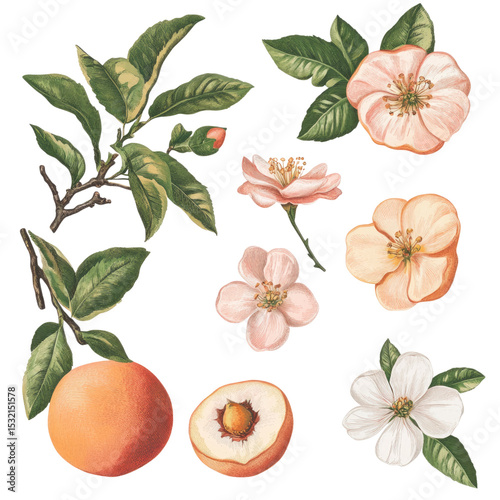 Vintage Embroidered Peach Illustration on isolated transparent cutout PNG Background