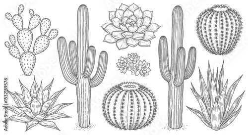 Cactus and Succulent Collection: A striking display of diverse cacti and succulents, illustrated with detailed lines, showcasing the unique forms and textures of these desert plants.