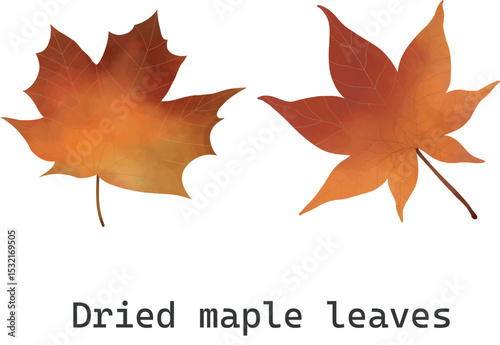 Maple leaf
